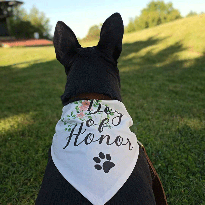 The back of a little black dog wearing a wedding bandana looking off into the distance.