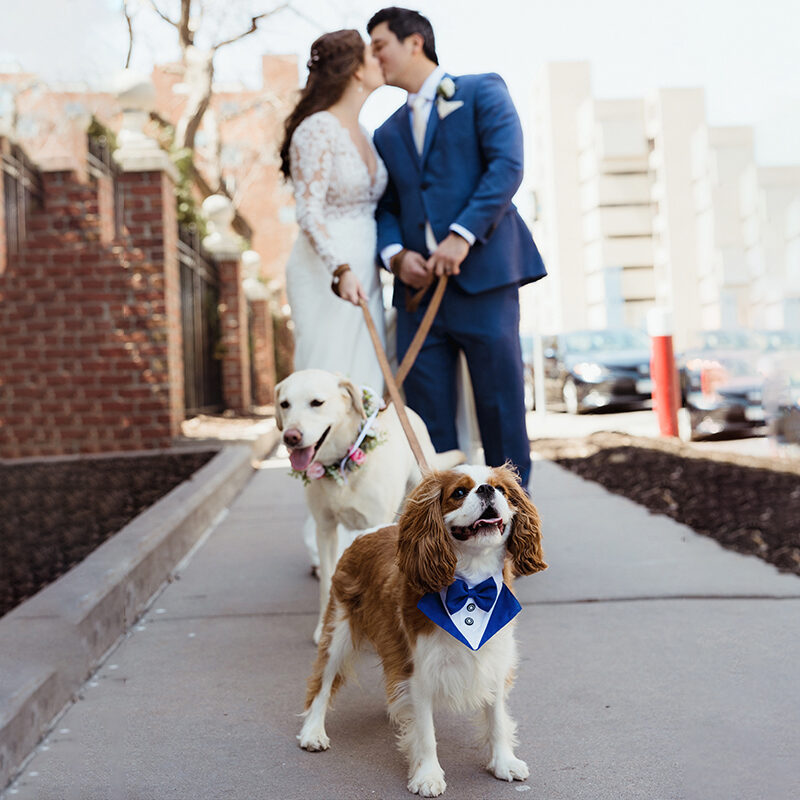 Two dogs on leashes wearing a blue tux and a floral collar. Their parents are holding leashes.